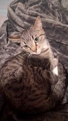 Lost Female Cat last seen In front of 2075 Pinion Wing Cir Castle Rock CO in the open field, Castle Rock, CO 80108