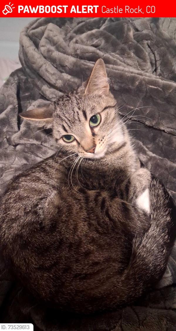 Lost Female Cat last seen In front of 2075 Pinion Wing Cir Castle Rock CO in the open field, Castle Rock, CO 80108
