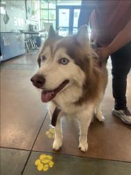 Shelter Stray Male Dog last seen , 14409 Vanowen St, Van Nuys, CA 91405, USA