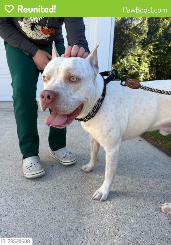 Reunited Male Dog last seen Queens River dr, Providence subdivision, Mableton, GA 30126