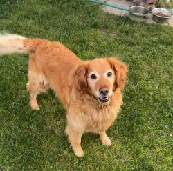 Reunited Male Dog last seen sunset way, Centralia, WA 98531
