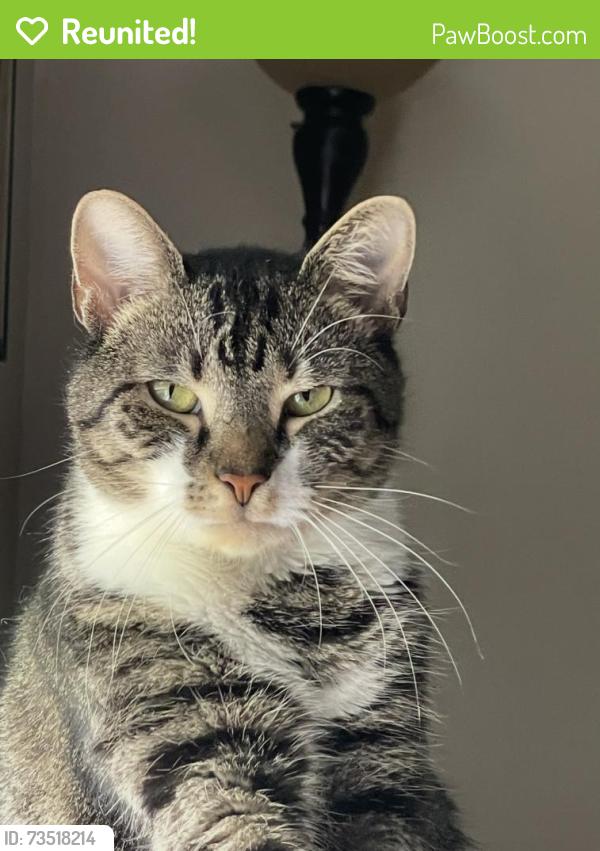 Reunited Male Cat last seen Walnut Drive and Butternut Drive Parkesburg Pa, West Sadsbury Township, PA 19365