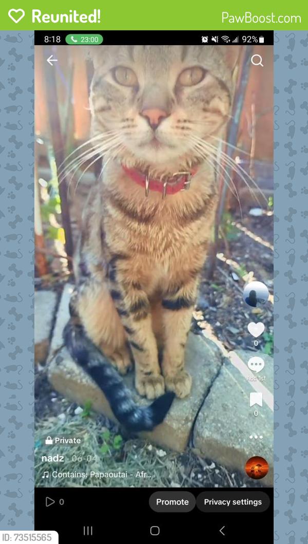 Reunited Male Cat last seen Glen erin and thomas, Mississauga, ON L5M 5E2