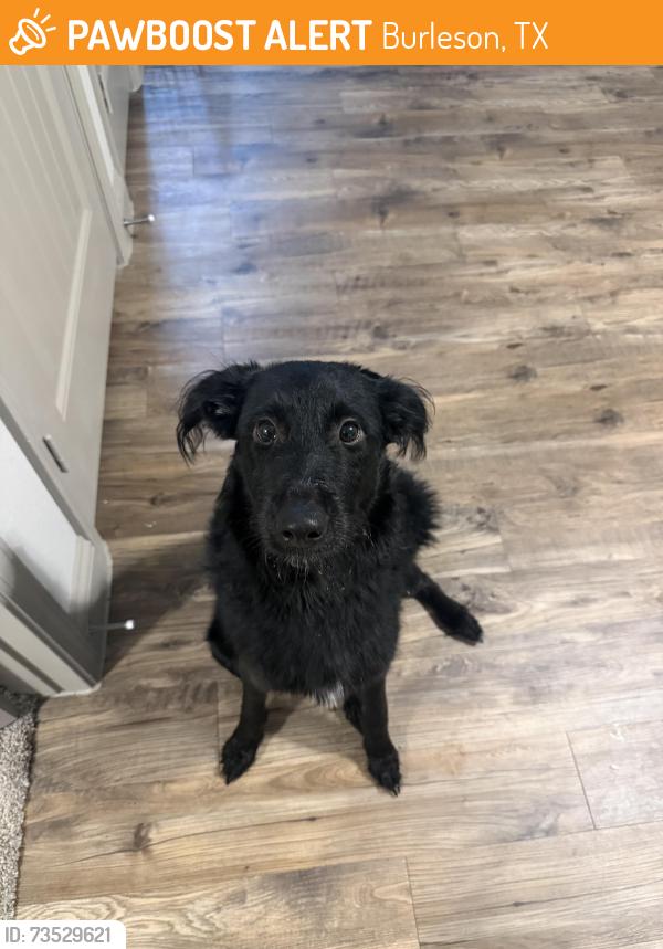 Found/Stray Male Dog last seen Chandler and Hulen St, Burleson, TX 76028