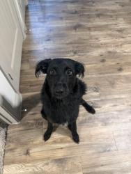 Found/Stray Male Dog last seen Chandler and Hulen St, Burleson, TX 76028