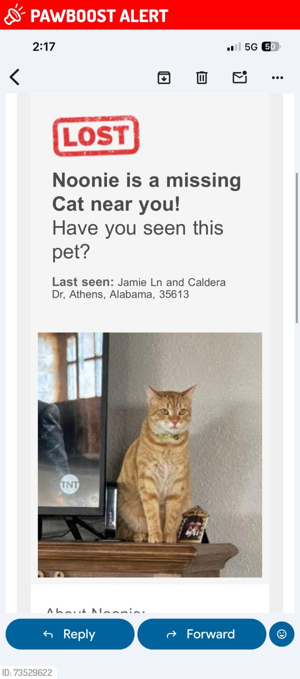 Lost Female Cat last seen Jamie lane and Caldera, Limestone County, AL 35613