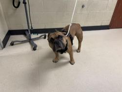 Shelter Stray Male Dog last seen Near BLOCK S 7TH ST, 3839 W Burnham St, West Milwaukee, WI 53215, USA