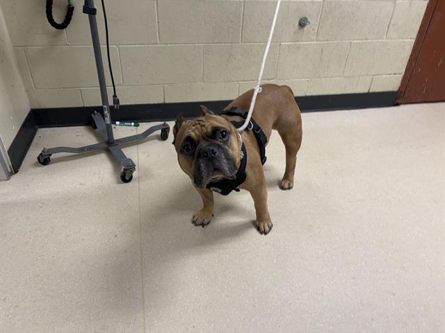 Shelter Stray Male Dog last seen Near BLOCK S 7TH ST, 3839 W Burnham St, West Milwaukee, WI 53215, USA