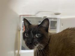 Shelter Stray Male Cat last seen Near BLOCK N 46TH ST, 3839 W Burnham St, West Milwaukee, WI 53215, USA