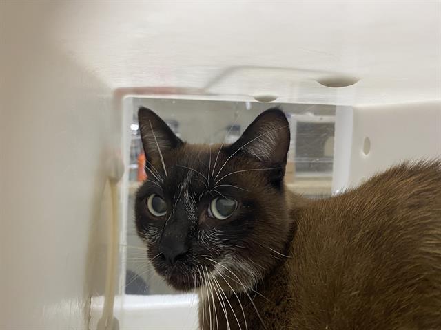 Shelter Stray Male Cat last seen Near BLOCK N 46TH ST, 3839 W Burnham St, West Milwaukee, WI 53215, USA