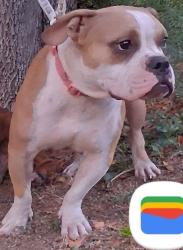Lost Female Dog last seen Riverside and Rosedale, Fort Worth, TX 76104