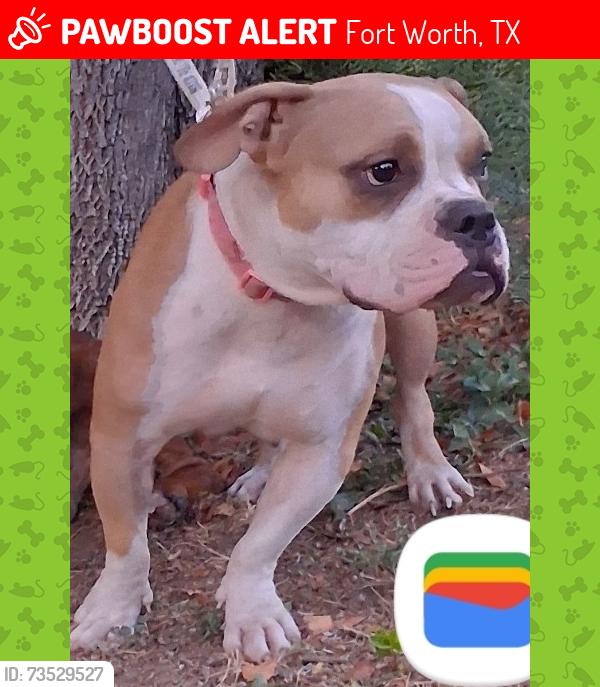 Lost Female Dog last seen Riverside and Rosedale, Fort Worth, TX 76104