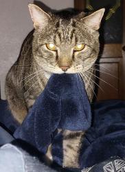 Lost Male Cat last seen W 79th Ave & Lamar St, Arvada, CO 80003