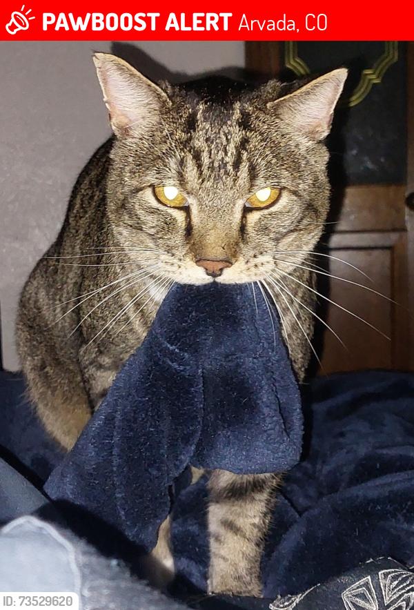Lost Male Cat last seen W 79th Ave & Lamar St, Arvada, CO 80003