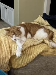 Lost Male Cat last seen Golden Lantern and Old Ranch Rd, Laguna Niguel, CA 92677