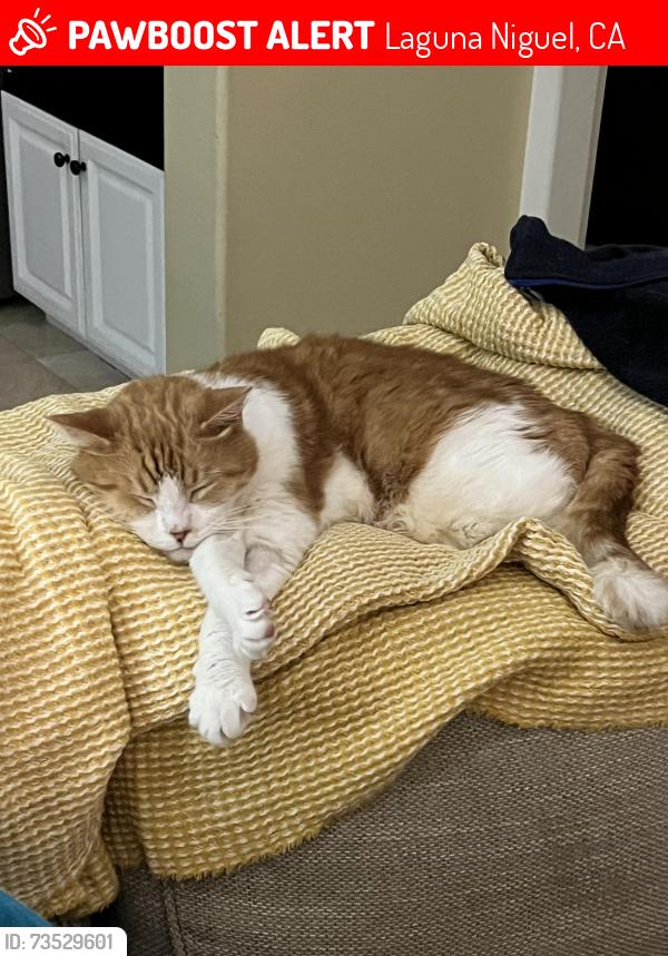 Lost Male Cat last seen Golden Lantern and Old Ranch Rd, Laguna Niguel, CA 92677