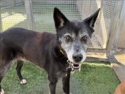 Shelter Stray Male Dog last seen , West Valley Animal Shelter, 20655 Plummer St, Chatsworth, CA 91311, USA