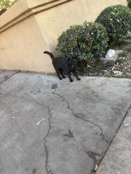 Found/Stray Unknown Cat last seen 6th st, Los Angeles, CA 90057