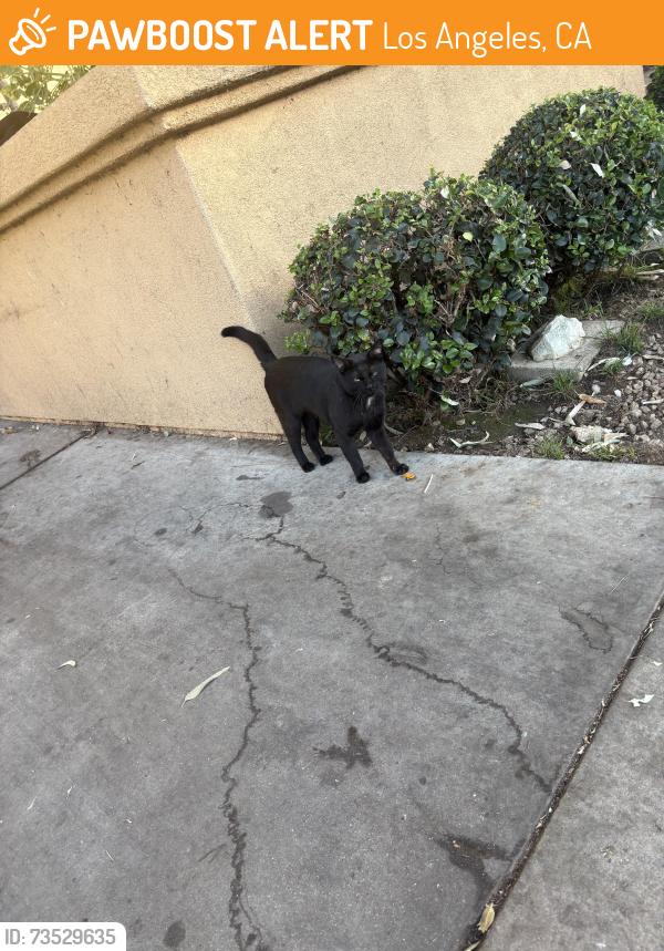 Found/Stray Unknown Cat last seen 6th st, Los Angeles, CA 90057