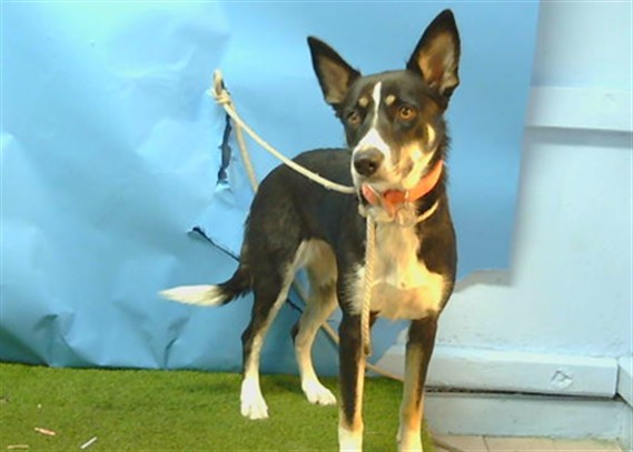 Shelter Stray Female Dog last seen , 216 W Victoria St, Gardena, CA 90248, USA