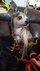 Reunited Female Dog last seen 57th street & Mangrove dr, Loveland, CO 80538
