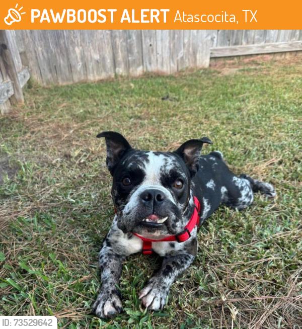 Found/Stray Male Dog last seen Eagle Springs, Atascocita, TX 77346