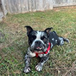 Found/Stray Male Dog last seen Eagle Springs, Atascocita, TX 77346