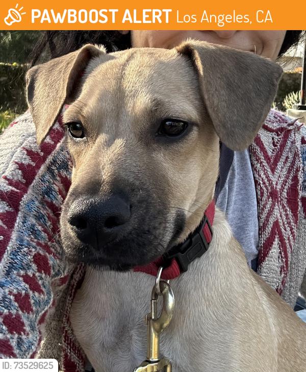 Found/Stray Male Dog last seen Albert paintanida Park on van nuys Blvd, Los Angeles, CA 91402