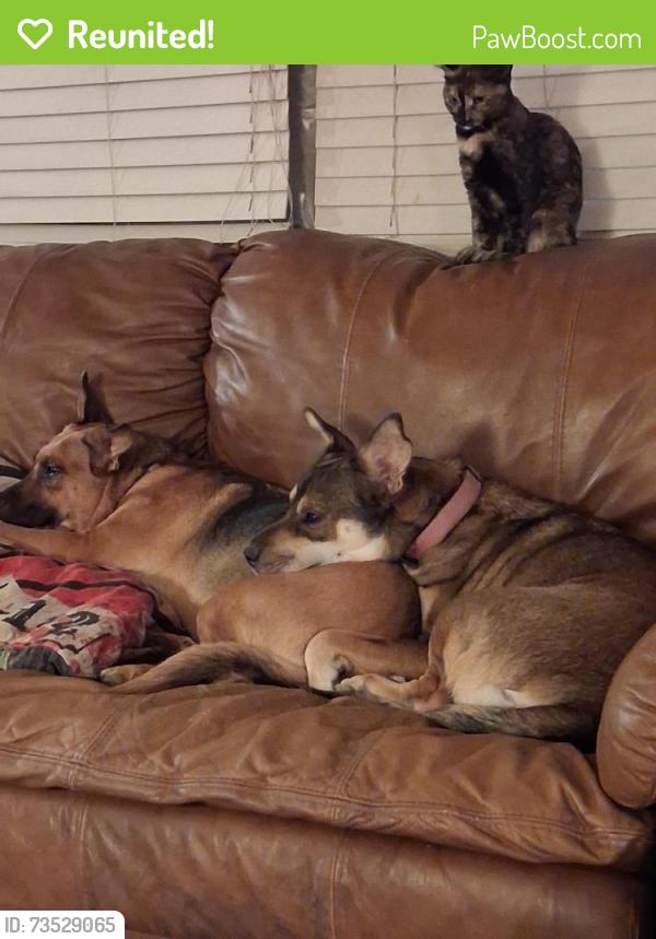 Reunited Female Dog last seen McKellips between Ironwoid and Meridian, Apache Junction, AZ 85120