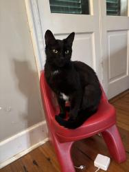 Lost Female Cat last seen west end blvd and filmore ave, New Orleans, LA 70124