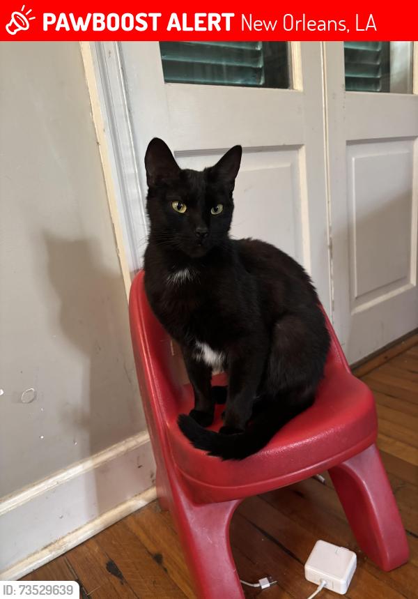 Lost Female Cat last seen west end blvd and filmore ave, New Orleans, LA 70124