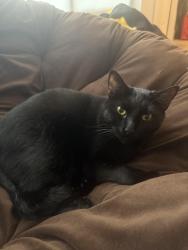 Reunited Male Cat last seen Signal mountain blvd, Chattanooga, TN 37405