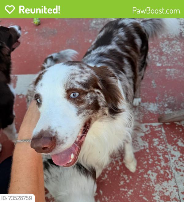 Reunited Male Dog last seen Lake, Killeen, TX 76543