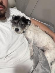Lost Male Dog last seen On Hesperian close to chevron and Dds, Hayward, CA 94545