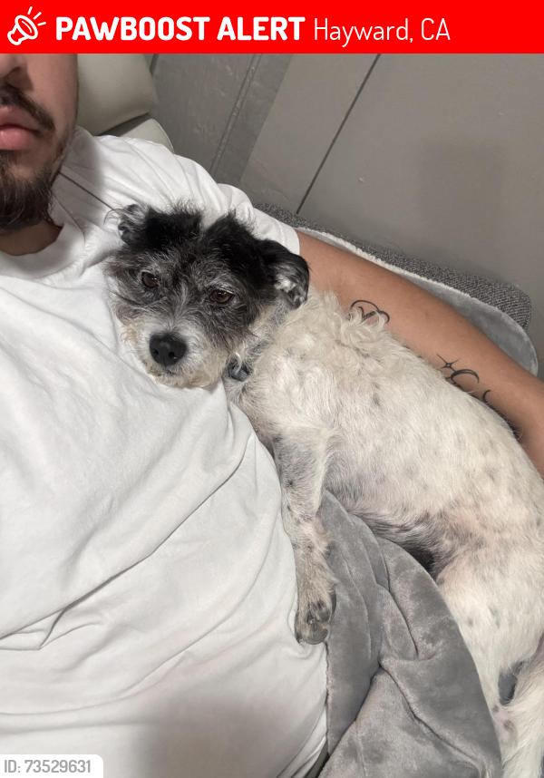 Lost Male Dog last seen On Hesperian close to chevron and Dds, Hayward, CA 94545
