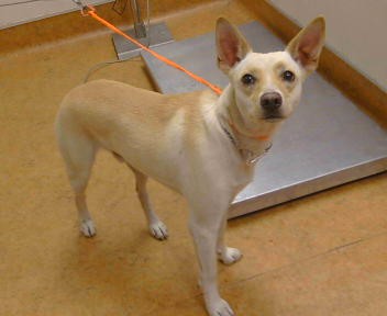 Shelter Stray Male Dog last seen INGLESIDE WY X FERNRIDGE DR 95828, 3839 Bradshaw Rd, Sacramento, CA 95827, USA
