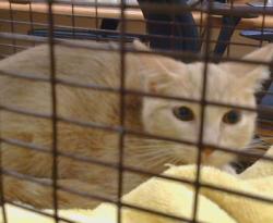 Shelter Stray Female Cat last seen ARDENRIDGE DR/WINDSOR DR, 95864, 3839 Bradshaw Rd, Sacramento, CA 95827, USA