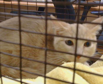 Shelter Stray Female Cat last seen ARDENRIDGE DR/WINDSOR DR, 95864, 3839 Bradshaw Rd, Sacramento, CA 95827, USA