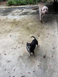 Reunited Male Dog last seen Murphy road, Palm City, FL 34990