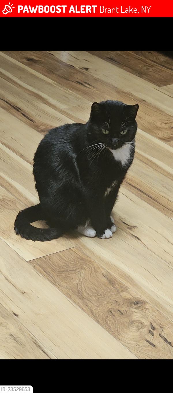 Lost Female Cat last seen Route 8, Brant Lake, NY 12815