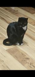 Lost Female Cat last seen Route 8, Brant Lake, NY 12815