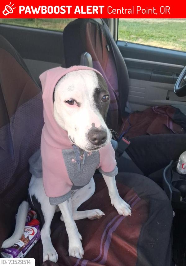 Lost Female Dog last seen crater later ave/crater lake hwy, Central Point, OR 97502
