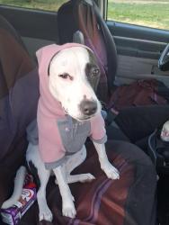 Lost Female Dog last seen crater later ave/crater lake hwy, Central Point, OR 97502