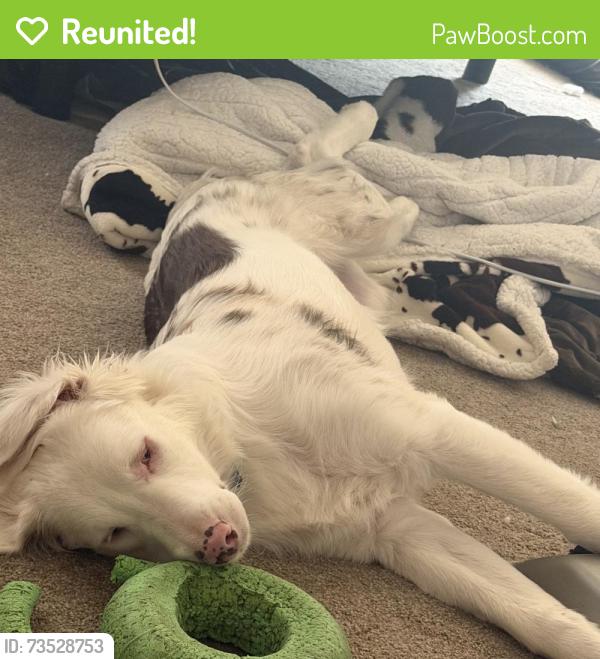 Reunited Male Dog last seen Lake, Killeen, TX 76543