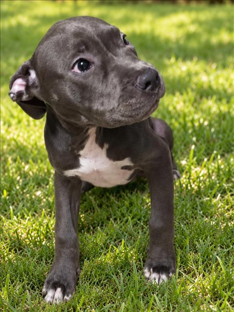 Shelter Stray Male Dog last seen , 957 N Gaffey St, San Pedro, CA 90731, USA