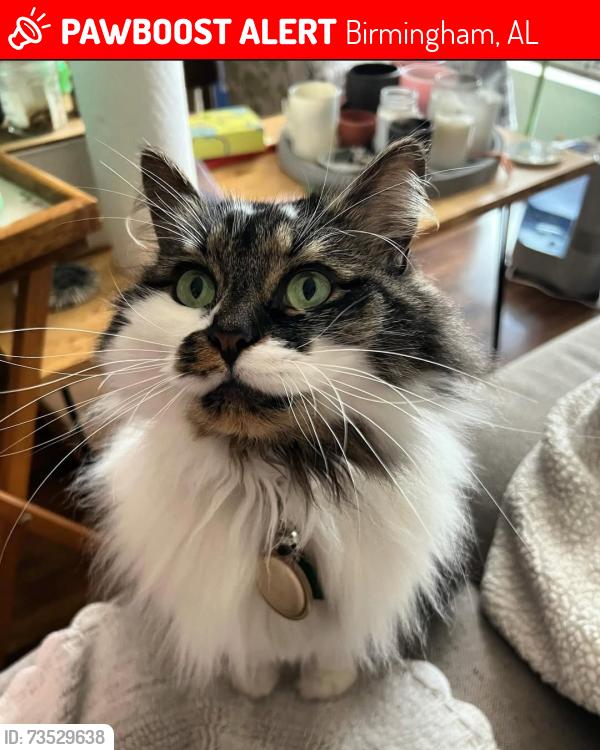Lost Female Cat last seen Near Points South apmts, Glen Iris, Birmingham AL, Birmingham, AL 35205