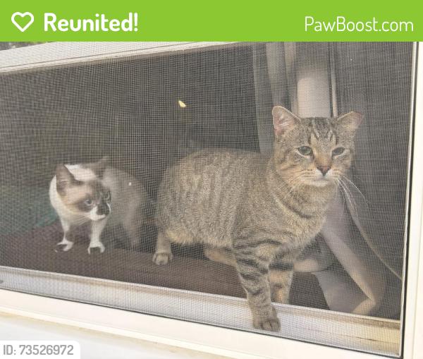 Reunited Male Cat last seen N Superior St & W Glendale Ave, Appleton, WI 54911