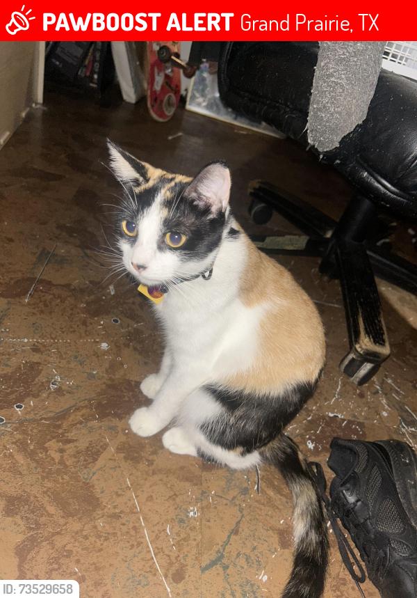 Lost Female Cat last seen Tuskegee St Grand Prairie, Grand Prairie, TX 75051