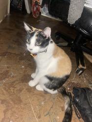 Lost Female Cat last seen Tuskegee St Grand Prairie, Grand Prairie, TX 75051