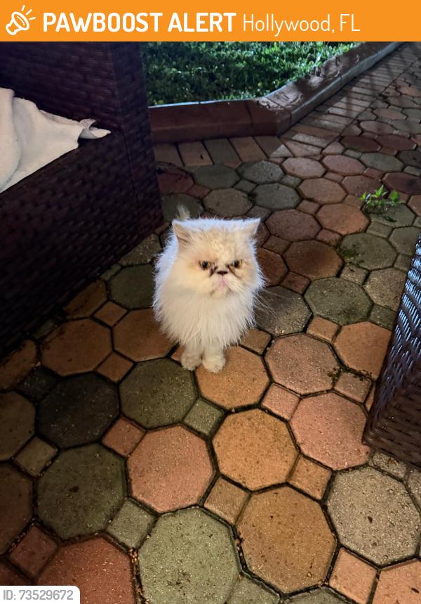 Found/Stray Female Cat last seen Tyler steet, Hollywood, FL 33020
